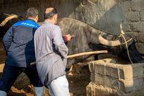 واکسیناسیون رایگان ۸ هزار رأس دام سنگین در هویزه علیه بیماری لمپی‌اسکین آغاز شد