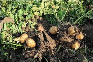 پایان کشت سیب زمینی در مزارع بخش رودخانه 