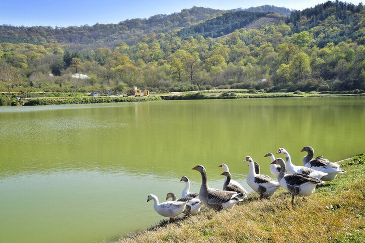 آب بندان