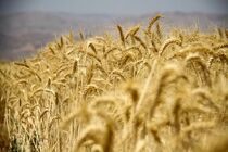خرید تضمینی گندم سال ۹۶ آغاز شد