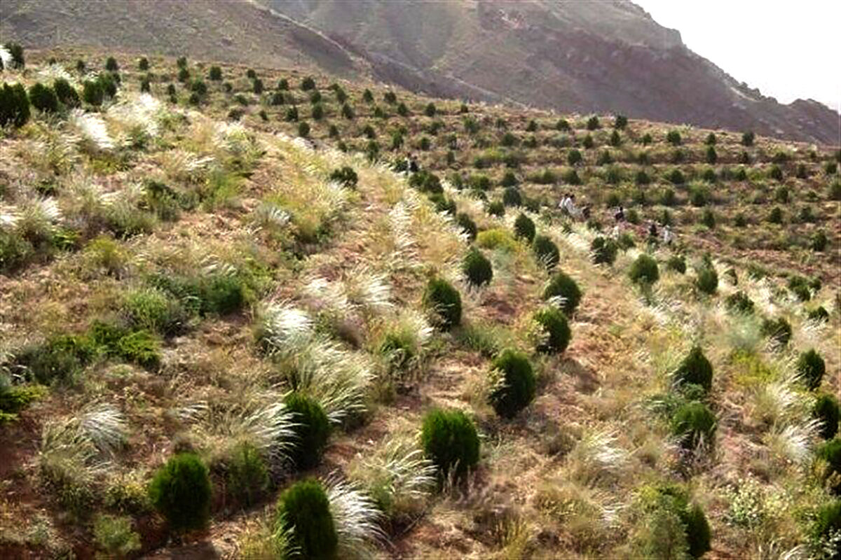 جنگل های دست کاشت