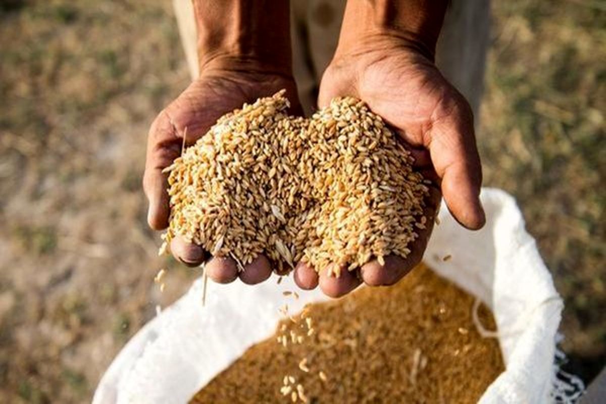 محصولات شتوی