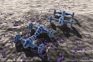 تزریق نانو ربات ها به سوسک ها + تصاویر