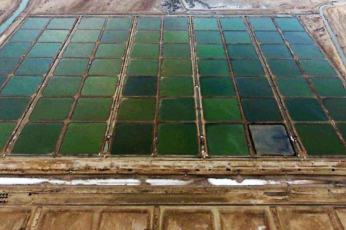 اراضی پرورش میگو