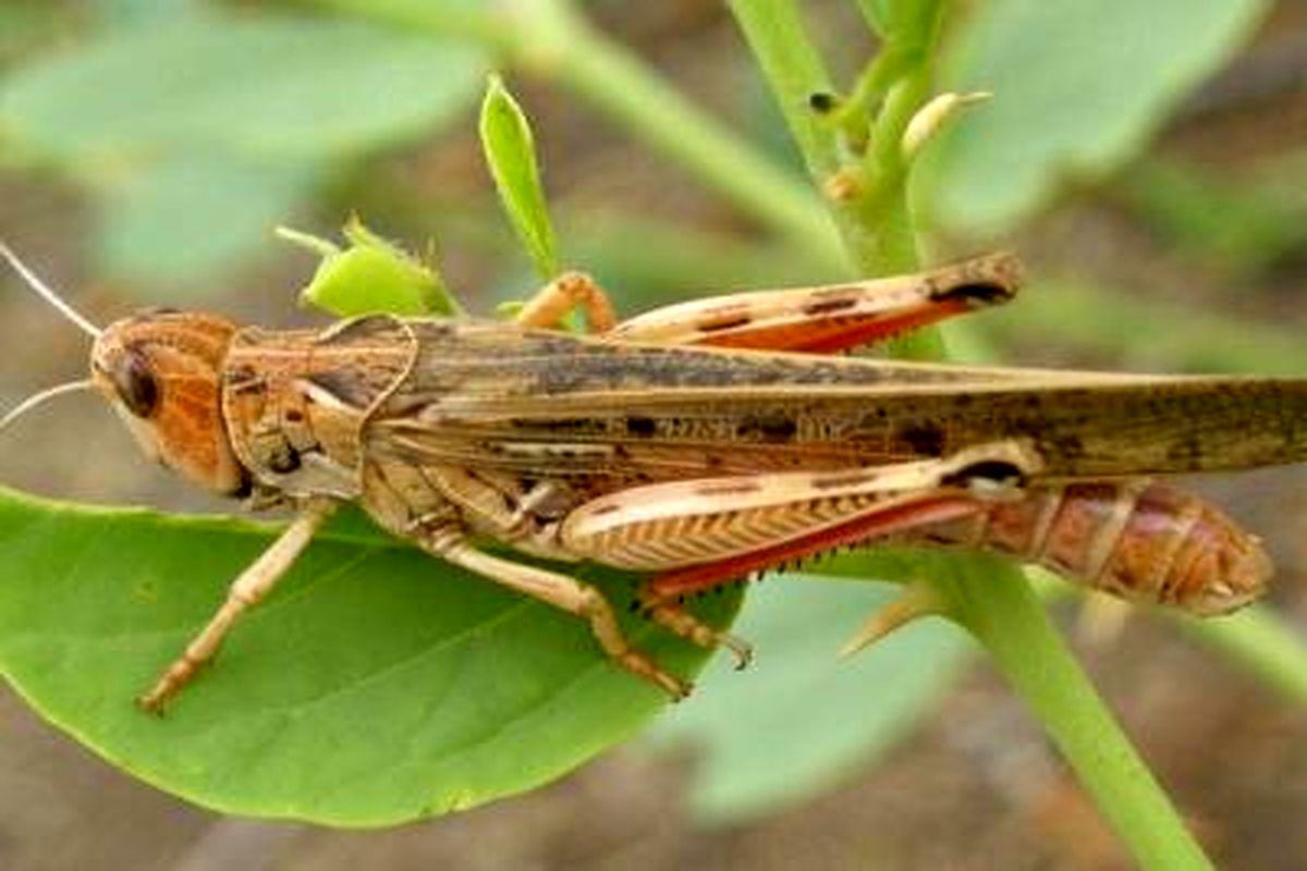 مبارزه با ملخ مراکشی در گیلان