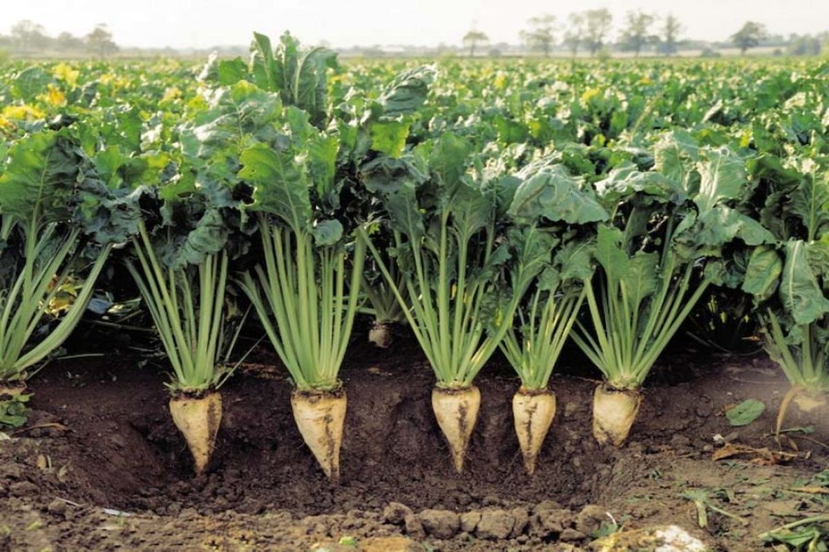  کشت پاییزه چغندر قند