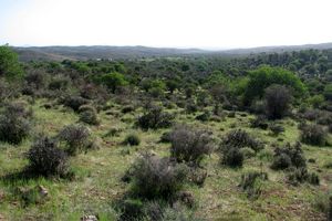 جنگل باغ شادی خاتم، بزرگترین و زیباترین جنگل سرسبز در استان یزد است 