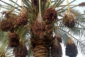 پیش بینی برداشت ۶۵ هزار تن خرما و خارک از نخلستانهای آبادان