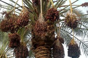 پیش بینی برداشت ۶۵ هزار تن خرما و خارک از نخلستانهای آبادان