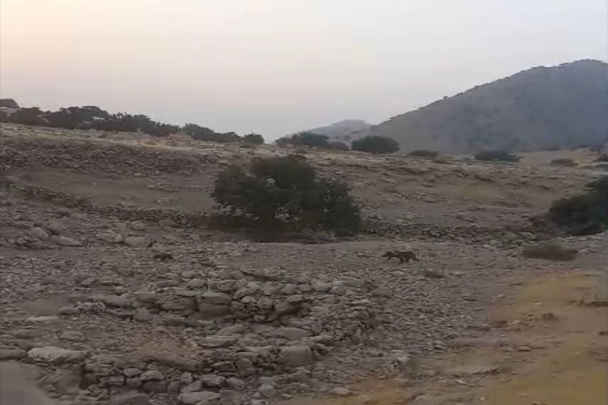 خرس قهوه ای 