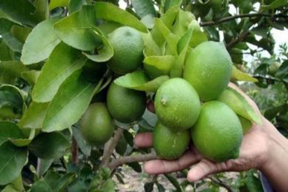 برداشت+لیمو
