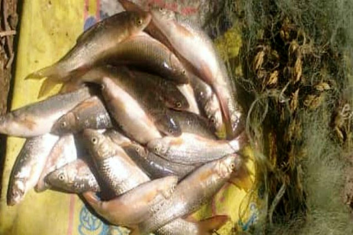 محیط زیست مازندران