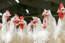 طرح پایش سرمی آنفلوانزای فوق حاد پرندگان در مازندران اجرا می شود