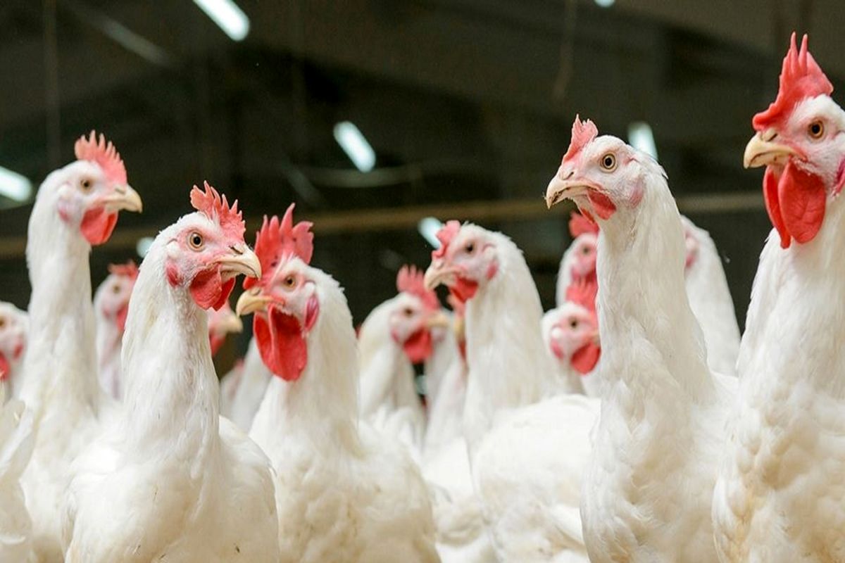 آنفلوآنزای مرغی