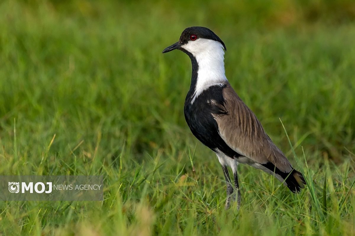 خروس سینه سیاه در لرستان