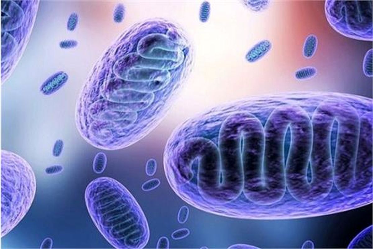 بیماری قارچ سیاه