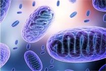 قارچ سیاه جدید و مسری نیست