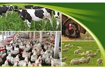 سرمایه در گردش دام و طیور چهار برابر شد