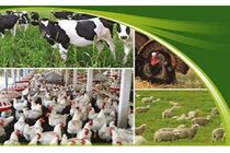 نمایشگاه صنعت دام و طیور اصفهان یکی از بهترین‌ها در کشور