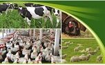 سرمایه در گردش دام و طیور چهار برابر شد