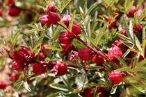 آغاز برداشت چای ترش از مزارع نجف آباد