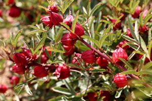 آغاز برداشت چای ترش از مزارع نجف آباد