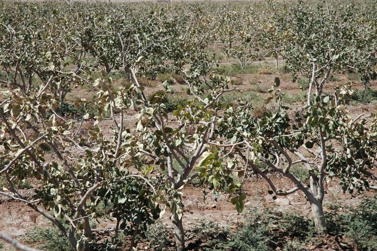 خسارت های خشکسالی، سرما، در سبزوار