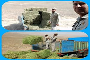 اهدای 5 تن علوفه برای حیات وحش پارک ملی قمیشلو