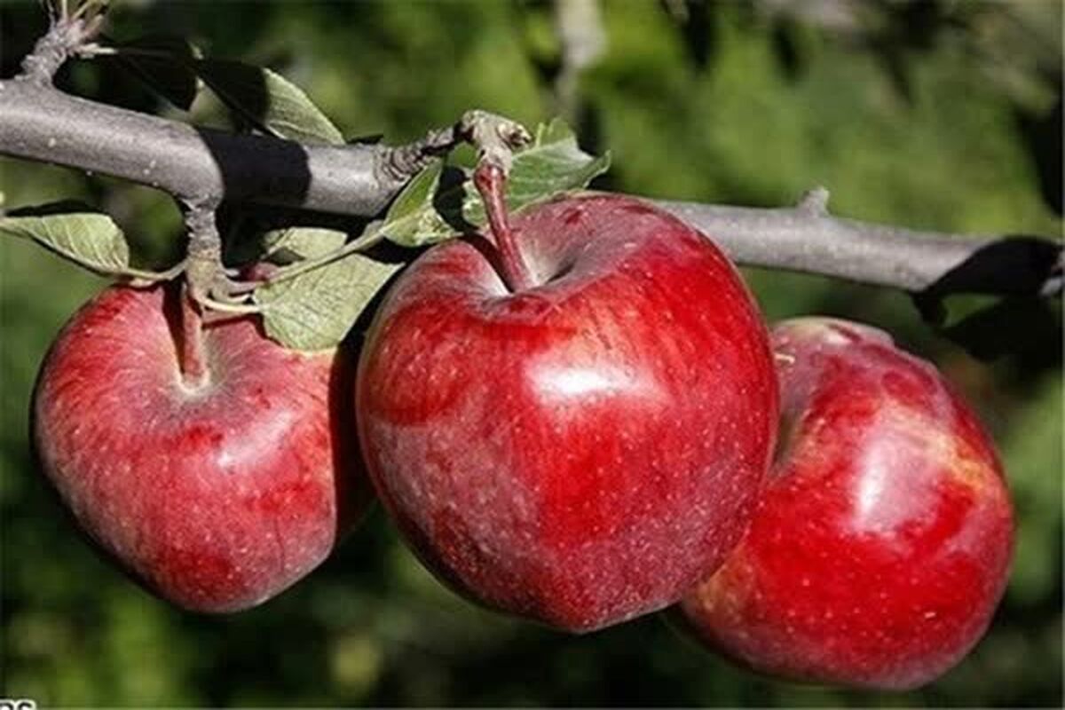 سیب پاییزه 