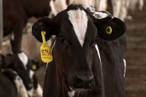 رتبه نخست پلاک‌گذاری و هویت‌بخشی دام سبک و سنگین کشور در خراسان رضوی