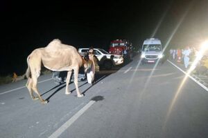 تصادف mvm با شتر در چابهار