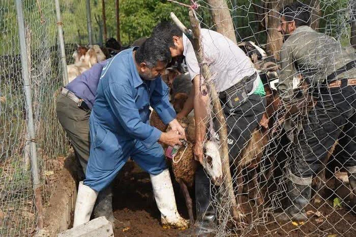 خدمات رایگان دامپزشکی