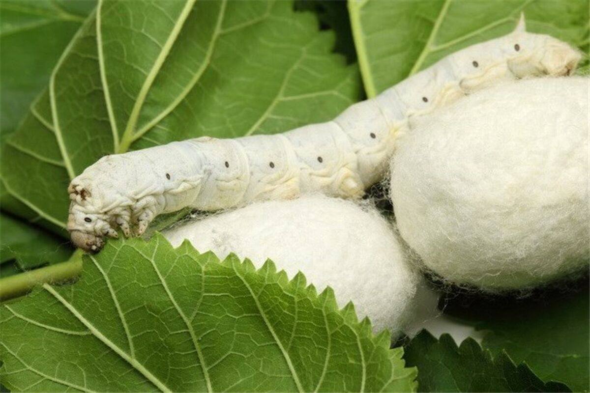 رییس مرکز نوغانداری