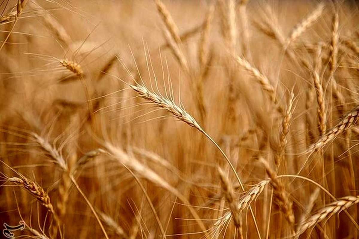 مطالبات گندمکاران