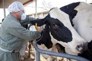 آغاز واکسیناسیون  ۱۵۰ هزار رأس دام سنگین در گیلان 