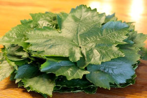 روش های نگهداری طولانی مدت برگ مو/ برگ مو رو بدون تغییر رنگ برای زمستون نگه دار