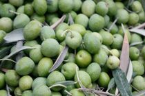 آغاز برداشت زیتون در رودبار