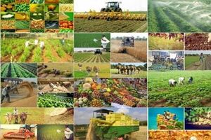شبکه تعاونی روستایی نکا نبض توزیع نهاده‌ها و کالاهای اساسی را در دست دارد