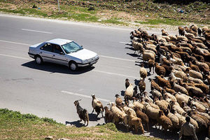 کوچ زود هنگام عشایر باعث تخریب مراتع لرستان می‌شود