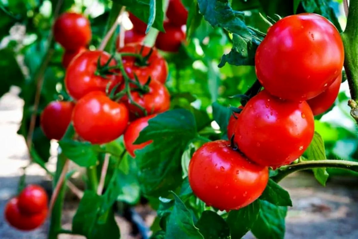 برداشت گوجه فرنگی 