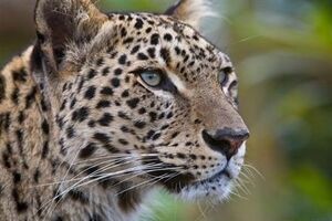 مشاهده پلنگ در منطقه شکارممنوع شهرستان سبزوار