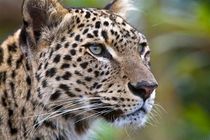 مشاهده پلنگ در منطقه شکارممنوع شهرستان سبزوار