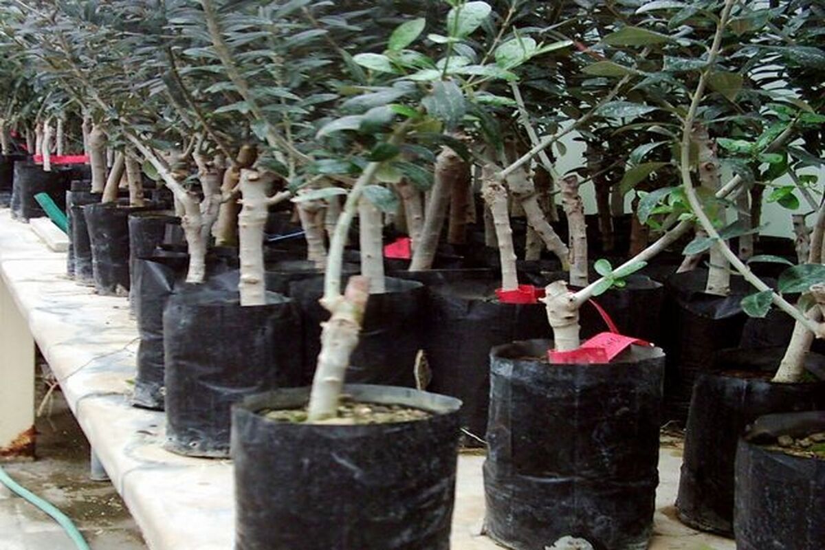 نهال شناسه دار