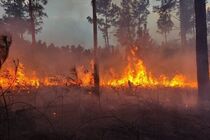 کاهش ۸۵ درصدی سطح حریق در عرصه‌های منابع طبیعی فارس/ مدیریت بحران با مشارکت جوامع محلی