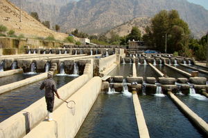 سهم قابل توجه خوزستان در سرمایه گذاری شیلات نمایان است