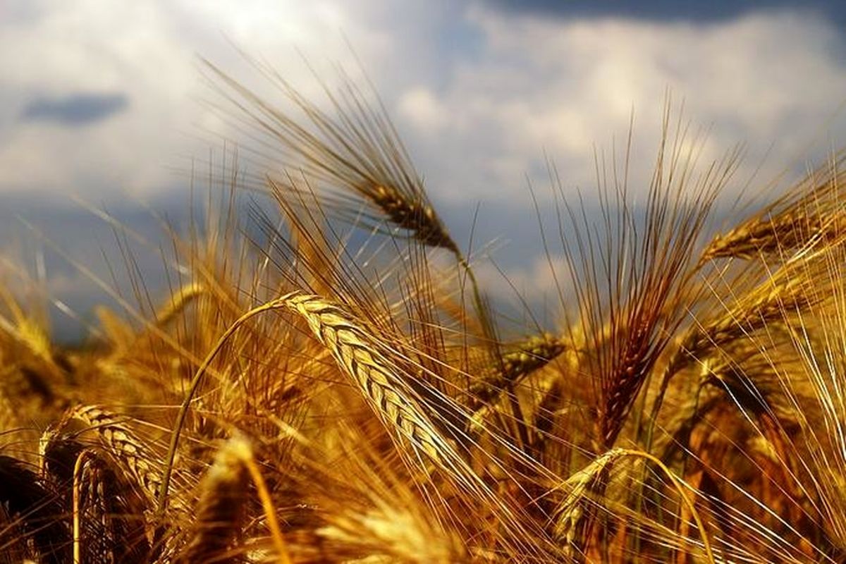 XnhjUUYGcGPw