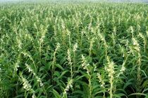 کشت کنجد مقاوم به ریزش در میاندورود