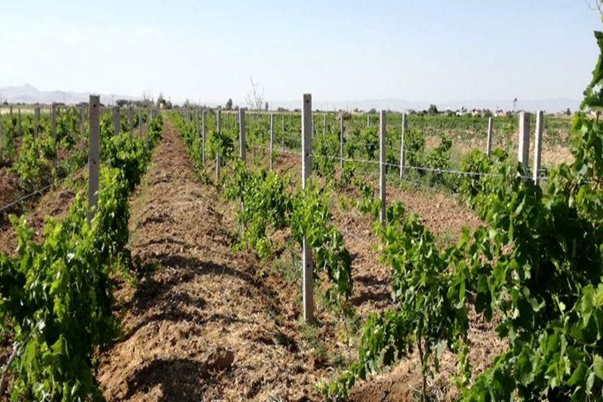 باغات قزوین