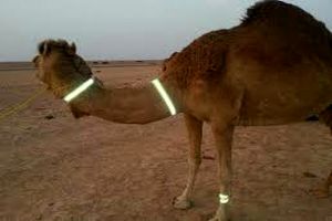 احشام و شترهای سرگردان در جاده‌های هرمزگان نیاز به ساماندهی دارند