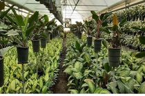 کشت گلخانه ای 73 هکتاری در محمودآباد